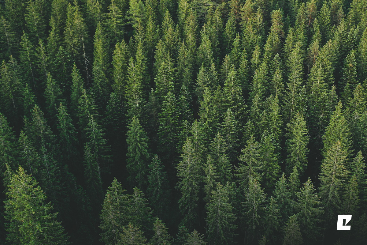 Eko-Okna z certyfikatem FSC™. Świadomie inwestuj w przyszłość.